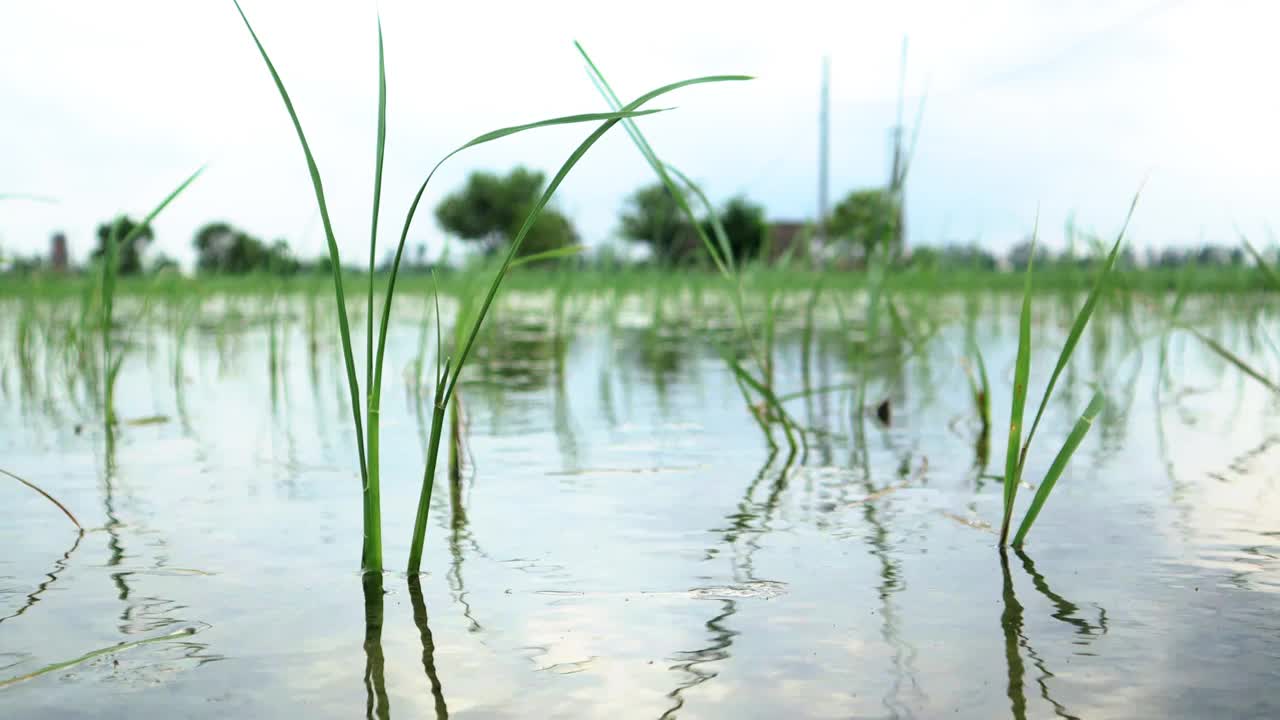 稻田里的水稻植物视频素材