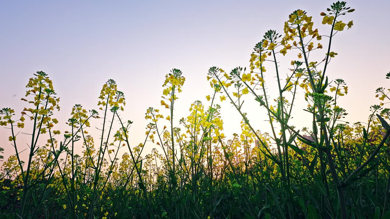 夕阳下田野里的油菜花视频素材