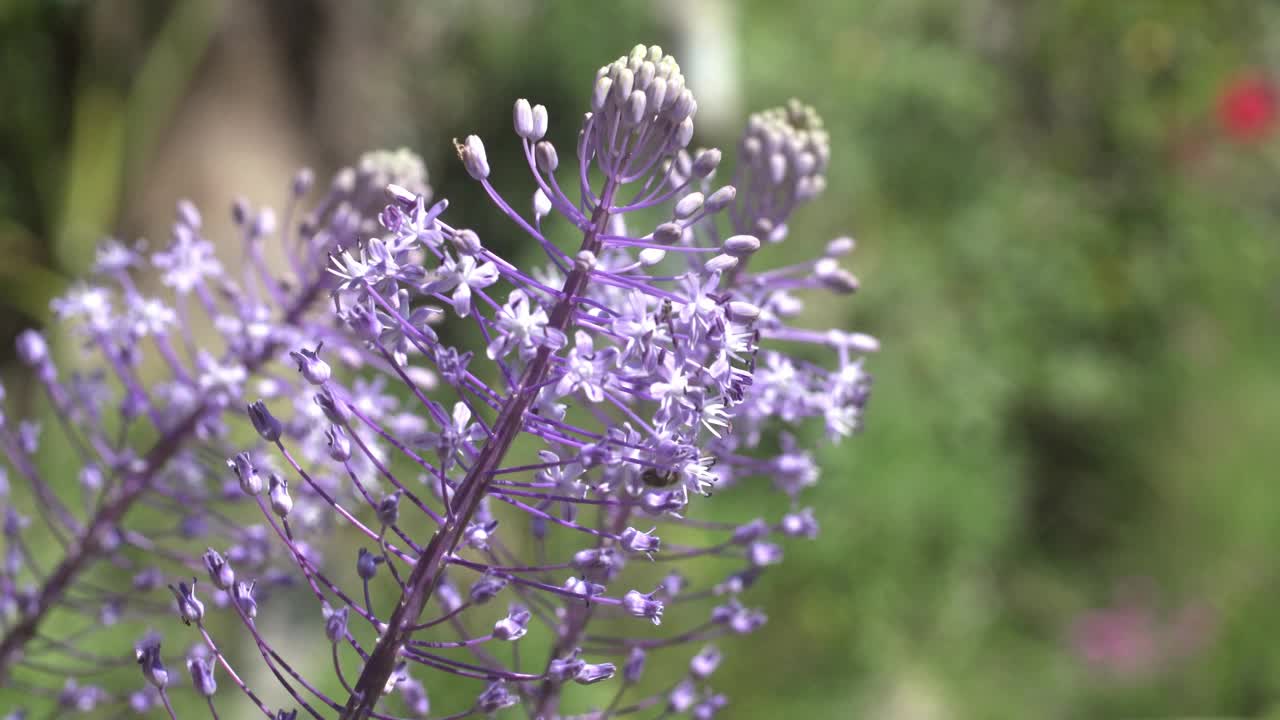 蜜蜂在风信子上视频素材