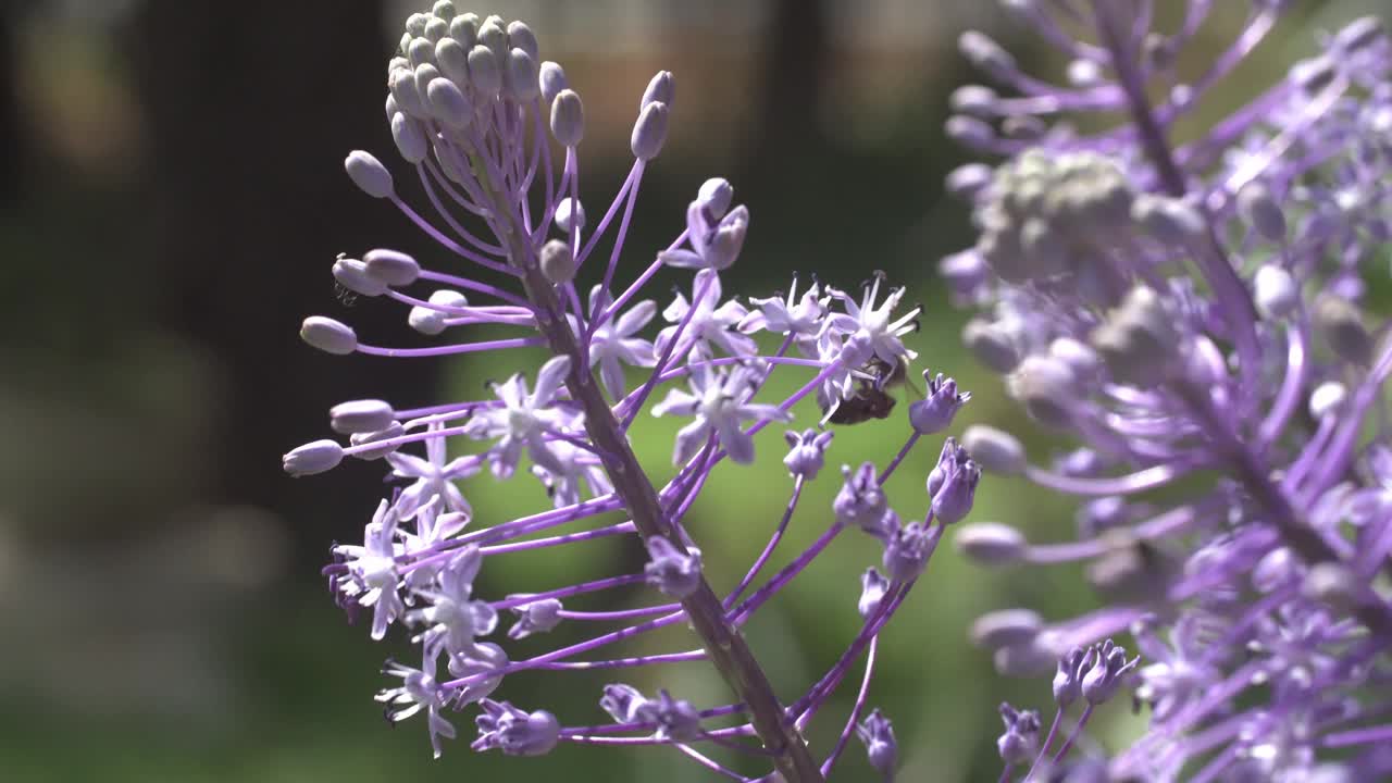 蜜蜂在风信子上视频素材