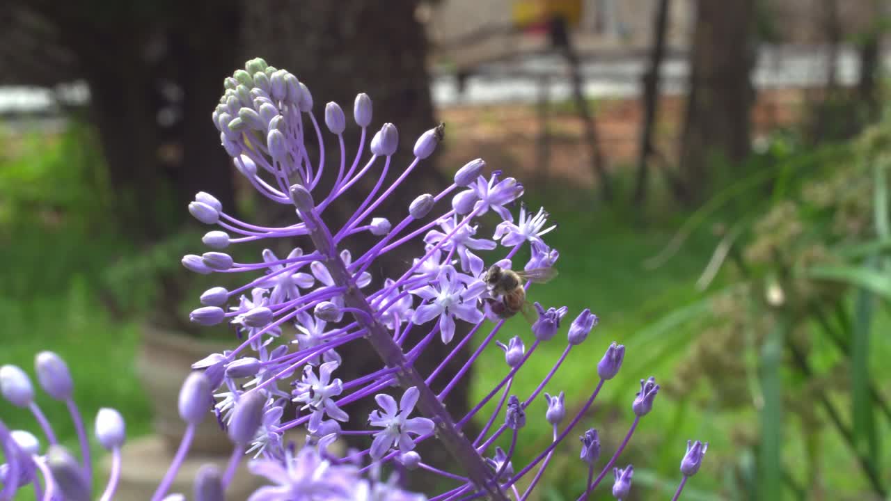 蜜蜂在风信子上视频素材