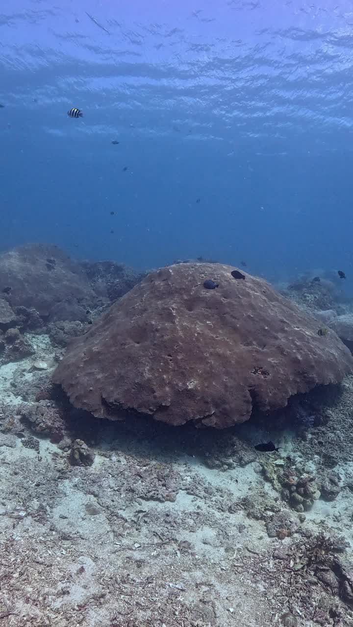 印度尼西亚的海洋生物视频素材