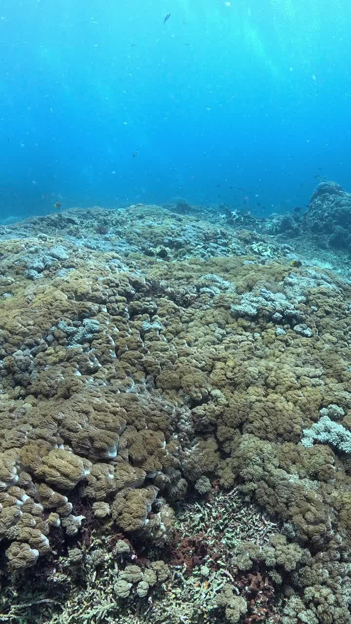 印度尼西亚的海洋生物视频素材