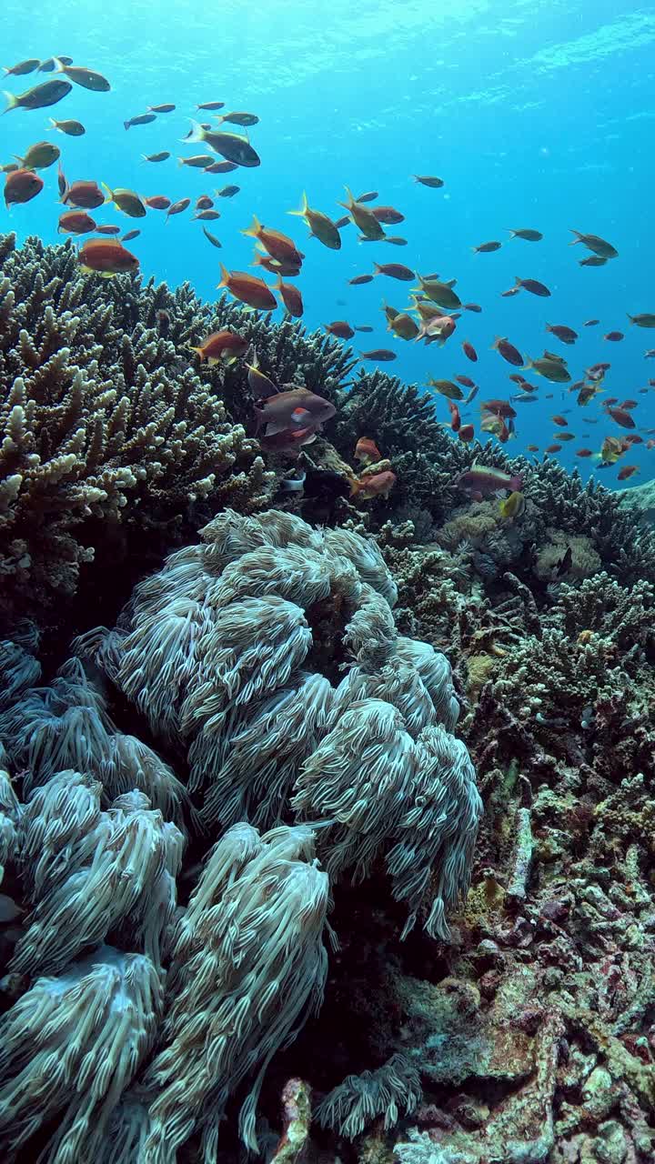 印度尼西亚的海洋生物视频素材