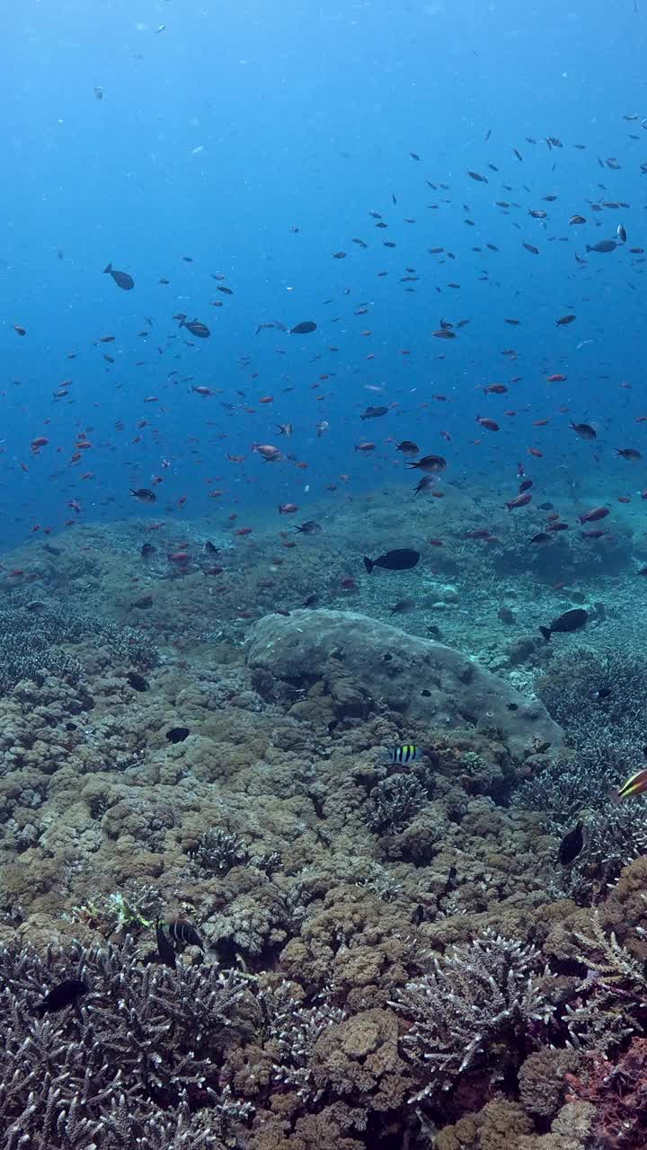 印度尼西亚的海洋生物视频素材