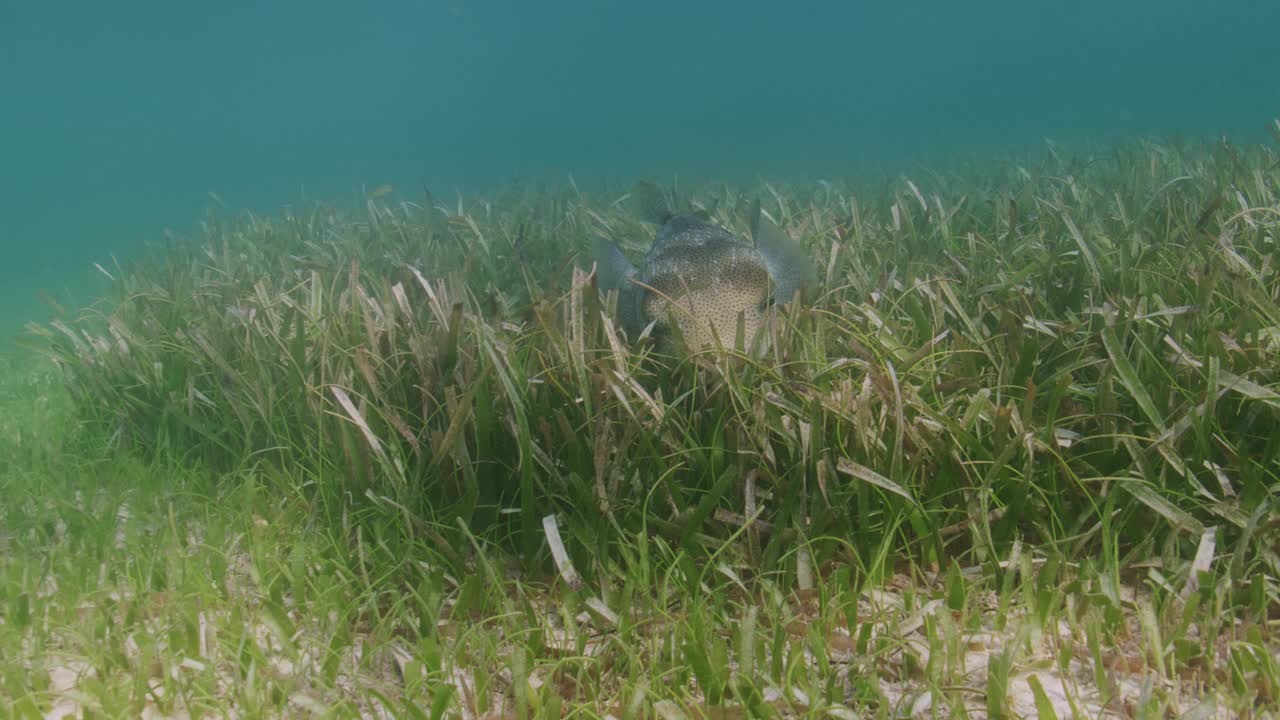 Porcupinefish视频下载