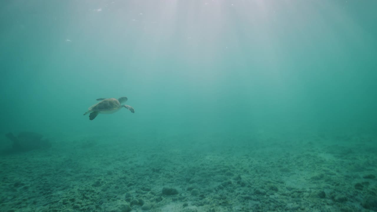 小海龟视频下载