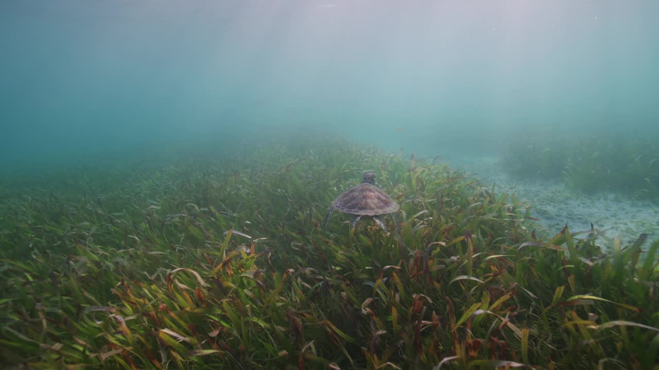 绿海龟视频素材