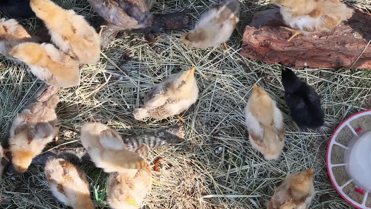 在一个阳光明媚的夏日里，一只可爱的毛茸茸的小鸡昂首阔步视频下载