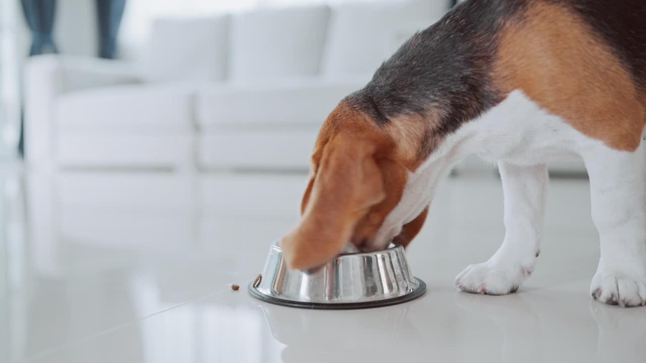 一只可爱的小猎犬小狗在房子地板上的碗里吃东西。萌宠概念视频素材