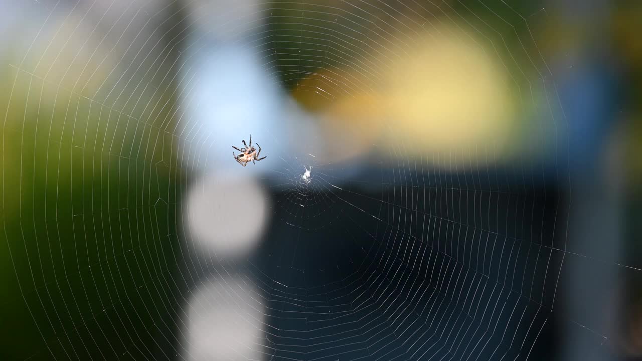 蜘蛛织网视频下载