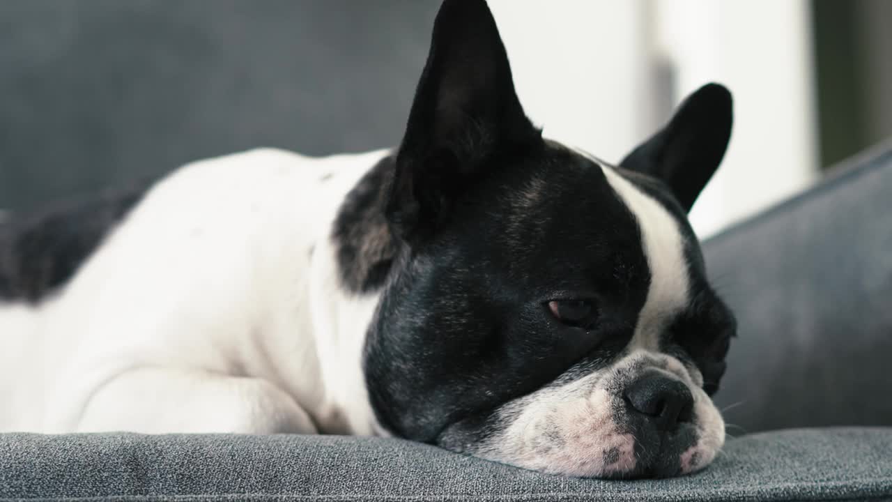 一只可爱的昏昏欲睡的法国斗牛犬的肖像视频素材