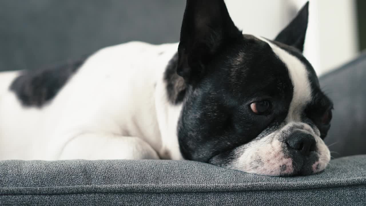 一只可爱的昏昏欲睡的法国斗牛犬的肖像视频素材