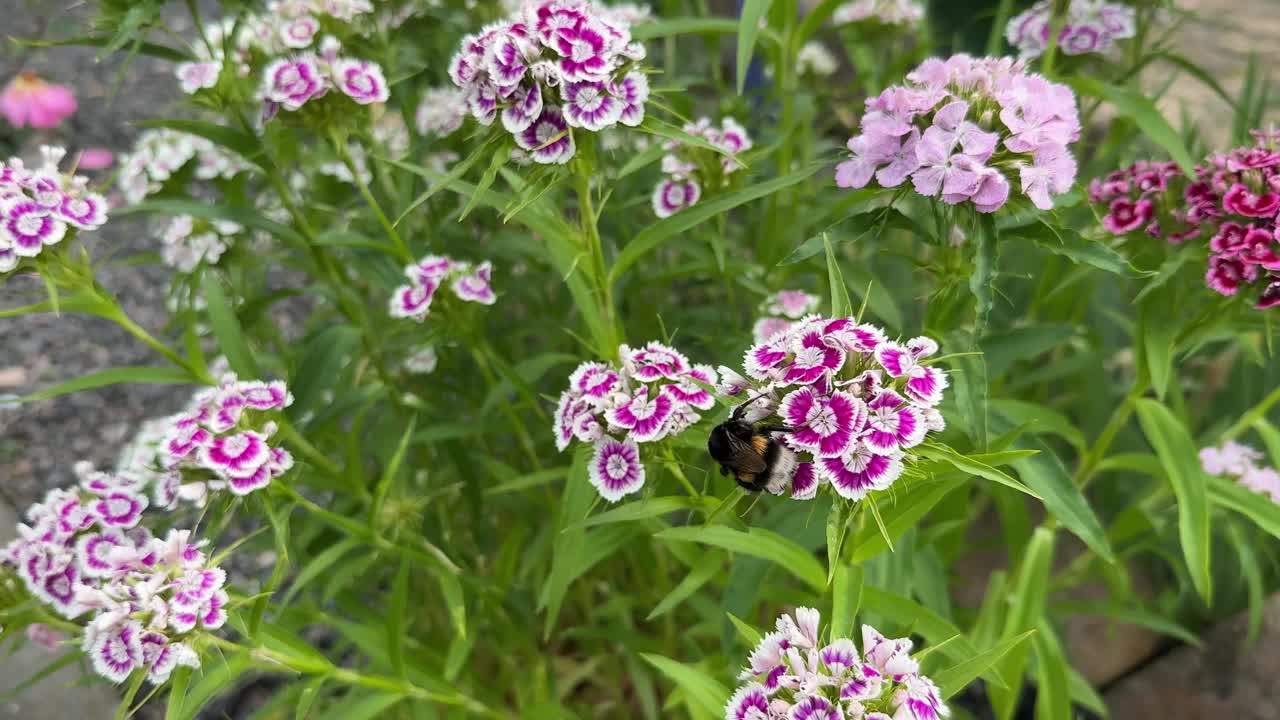 粉红色和白色石竹或甜威廉花视频素材