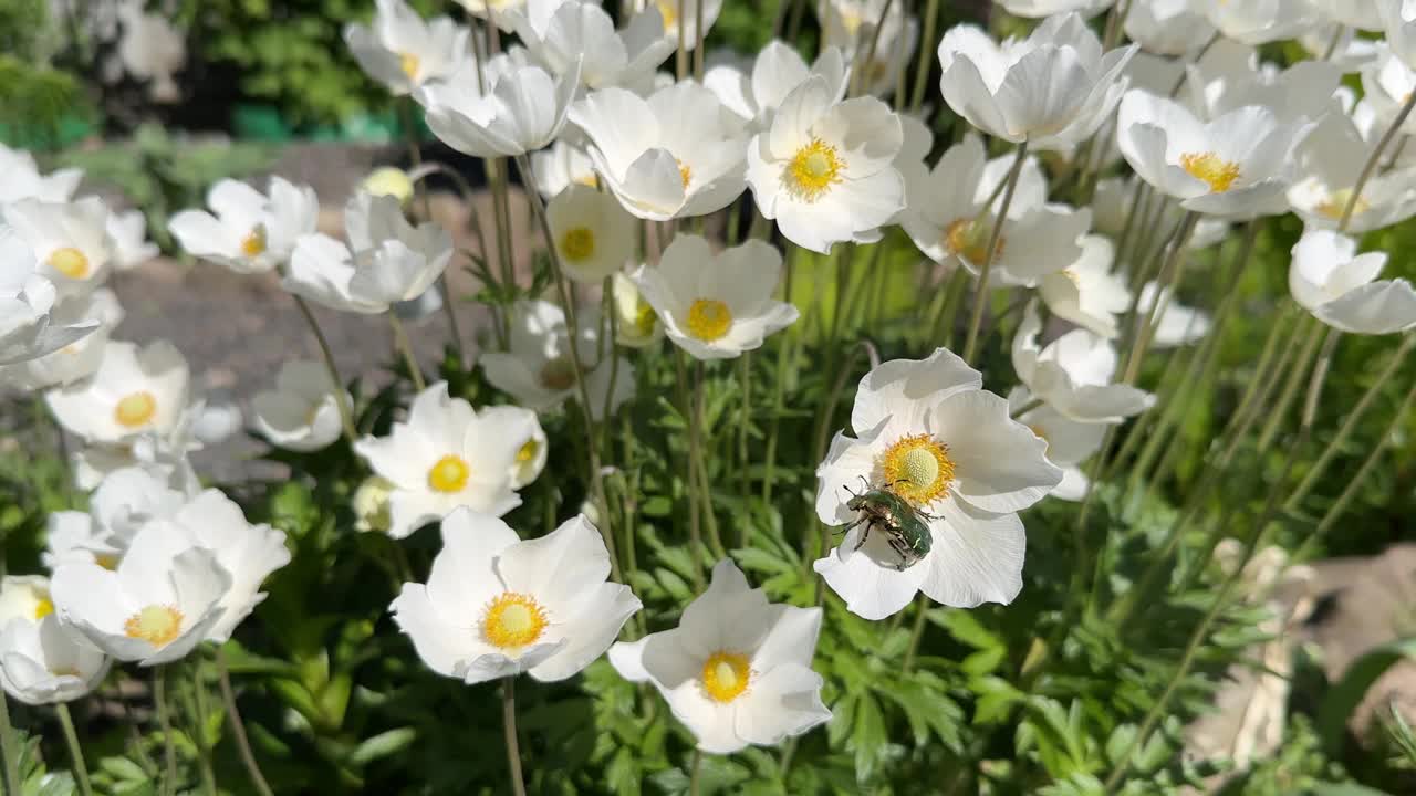 雪莲海葵或银莲花白色的花视频素材