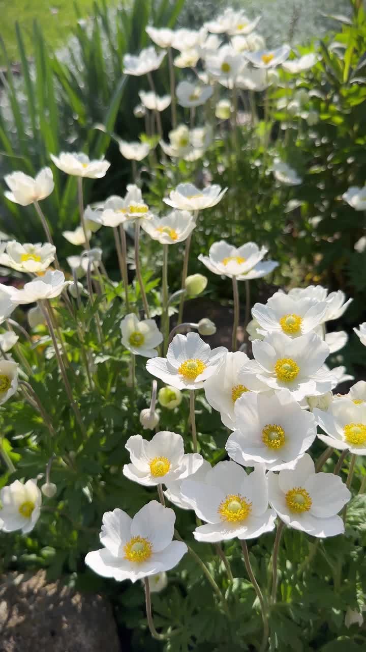 雪莲海葵或银莲花白色的花视频素材