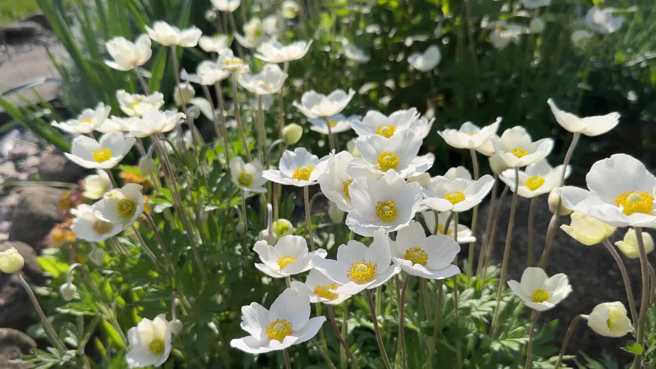 雪莲海葵或银莲花白色的花视频素材