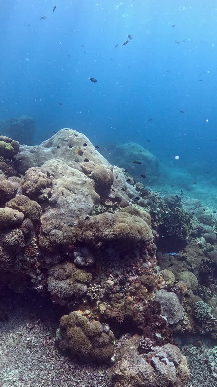 印度尼西亚的海洋生物视频素材