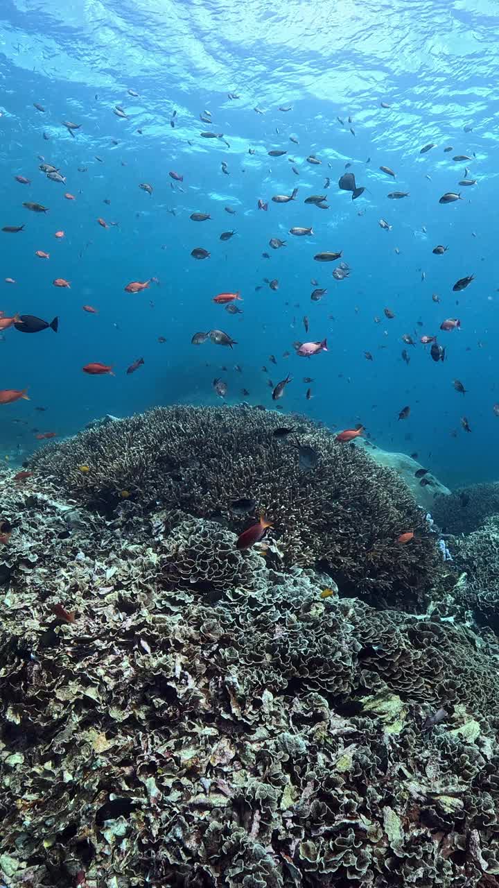 印度尼西亚的海洋生物视频素材