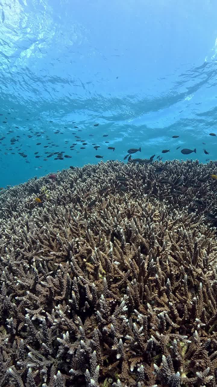 印度尼西亚的海洋生物视频素材