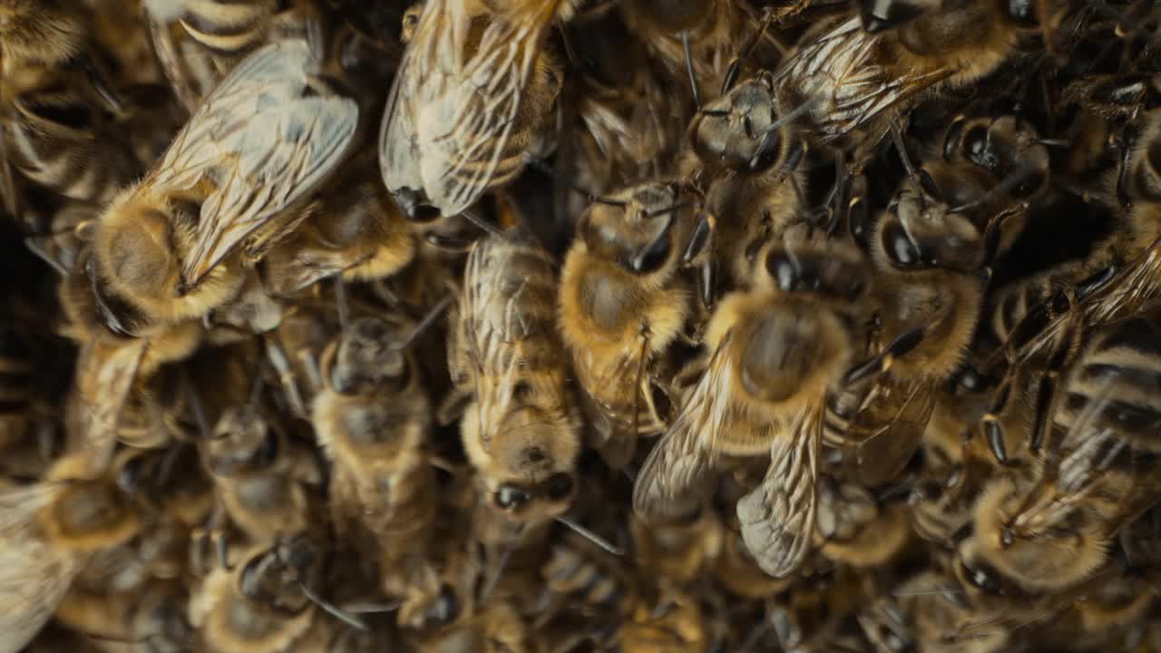 宏细蜜蜂虫成群结队，准备寻找新家。年轻的家庭。视频素材