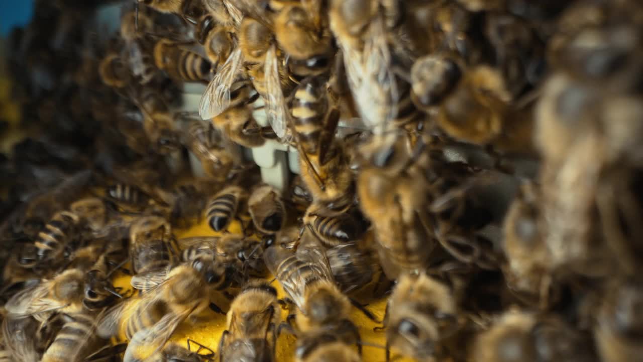 蜂巢入口外忙碌的蜂群。消暑降温。养蜂，集体劳动。视频素材