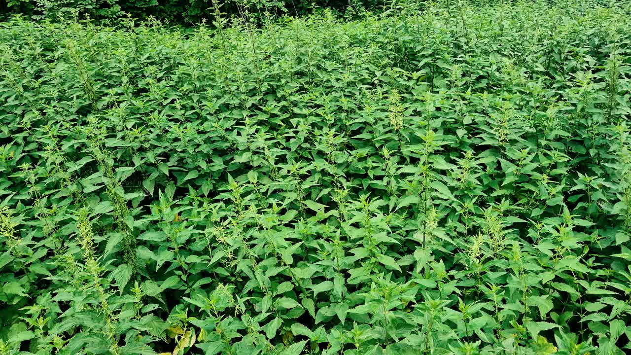 夏天有很多荨麻。视频下载