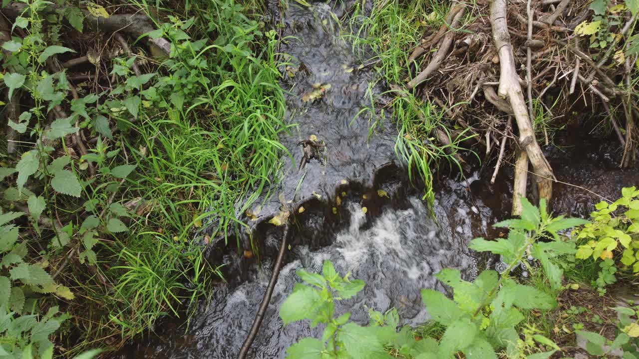 水在森林里的草地上流动。视频下载