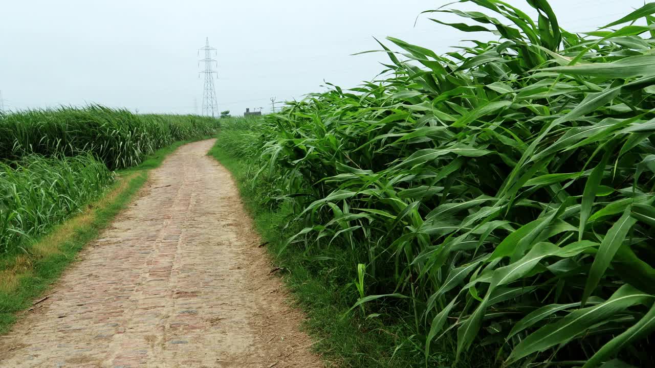 乡间小路穿过高粱农田视频素材