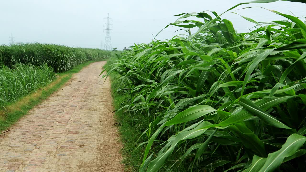 高粱作物视频素材