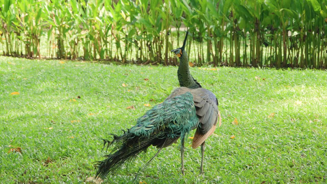 绿孔雀(Pavo muticus)或印度尼西亚孔雀在香港巴厘岛野生动物园和海洋公园的草地上觅食视频素材