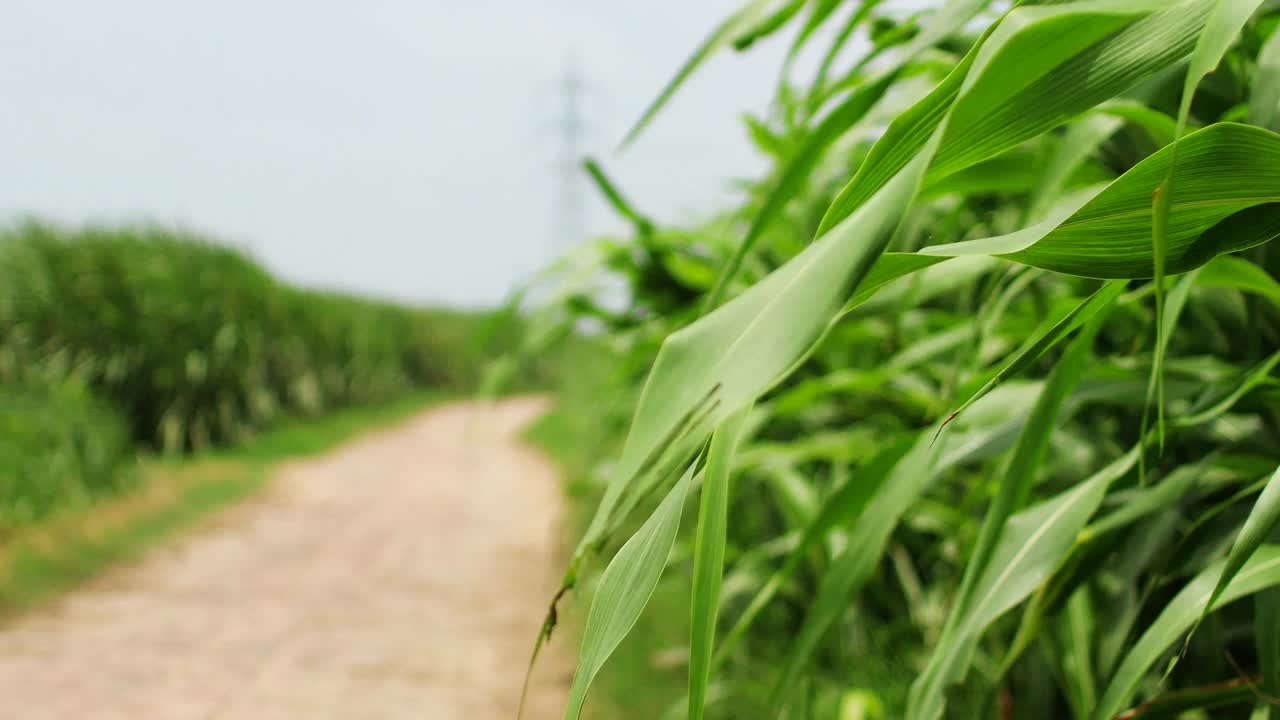 农田有机高粱作物视频素材