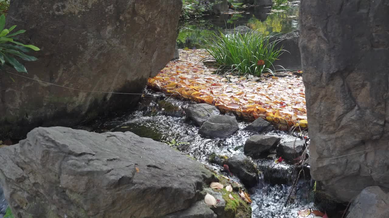 小急流穿过生机勃勃的秋叶视频素材