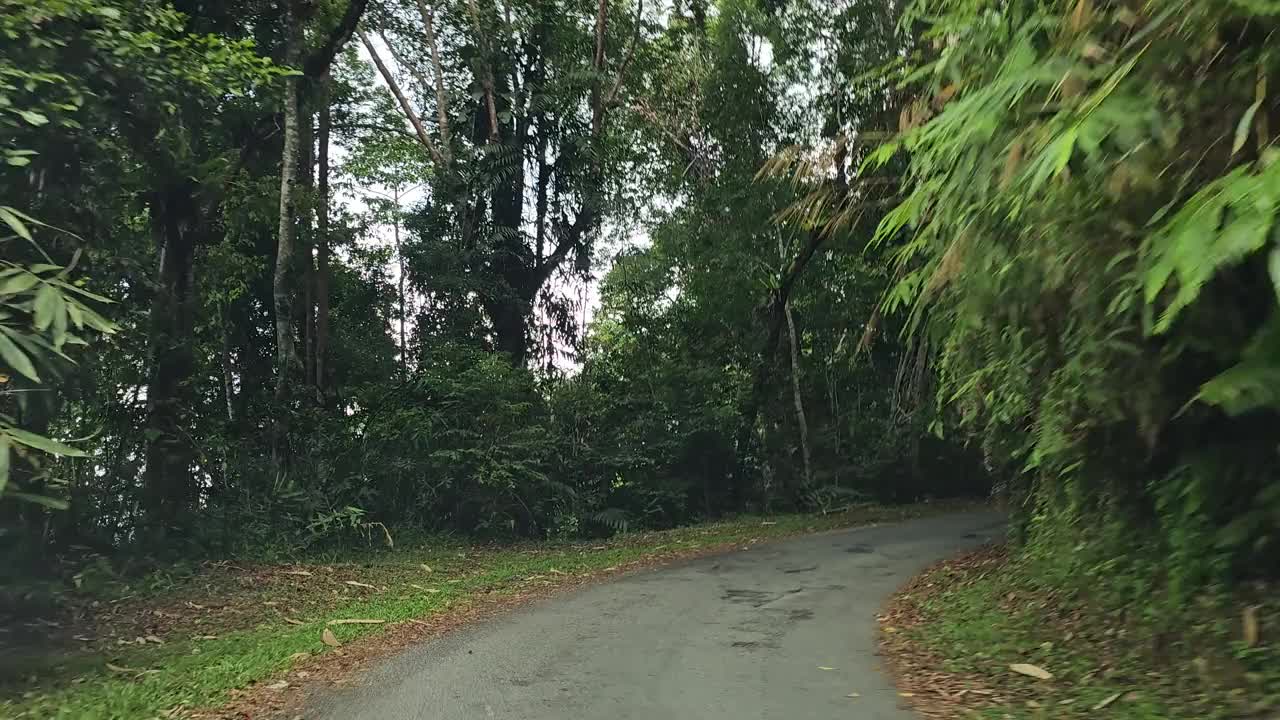 在蜿蜒狭窄的道路上驾车穿过雨林。在一个自然保护区的丛林里，POV汽车行驶在两旁树木茂密的山路上视频素材