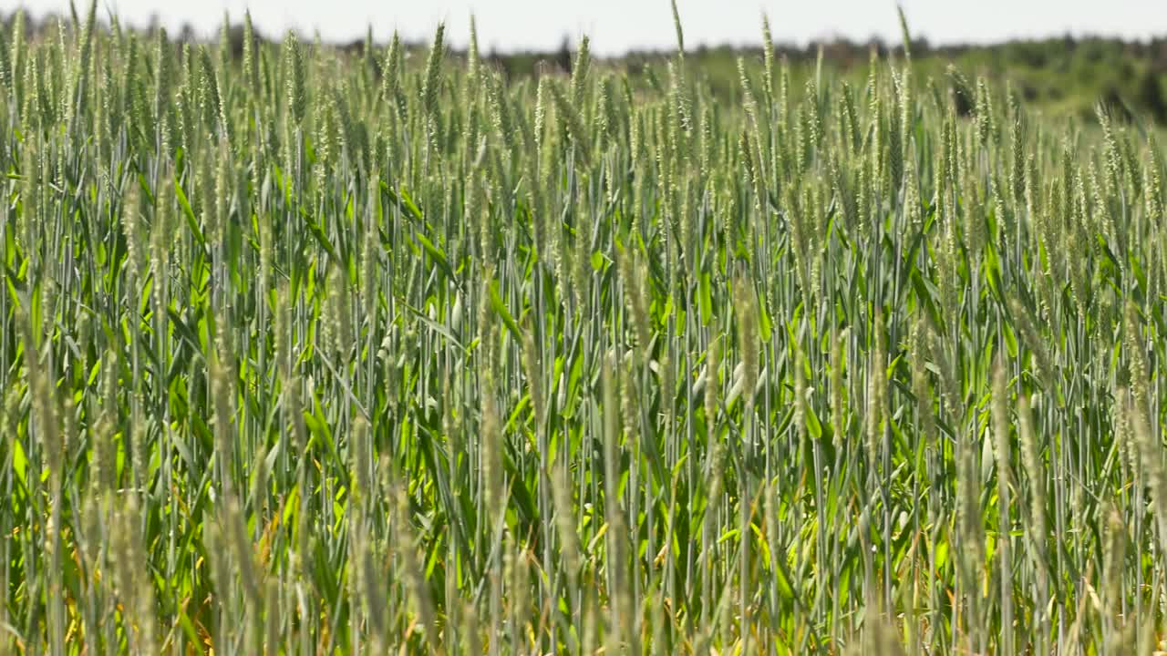 在晴朗的天气里种着绿色小麦的田地视频素材