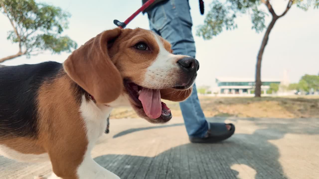 宠物主人和小猎犬在公园里散步、跑步、玩耍。慢镜头视频素材