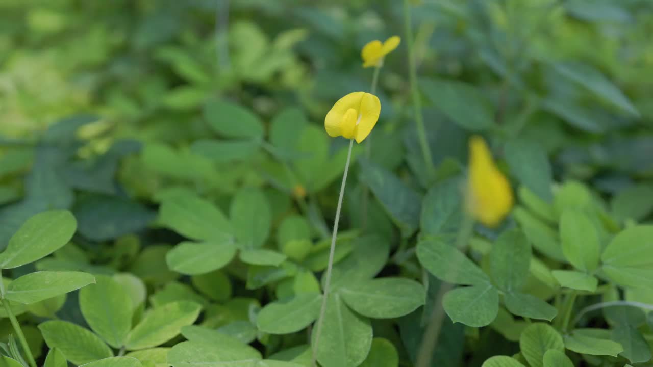 花园里的花生树开花了。视频下载