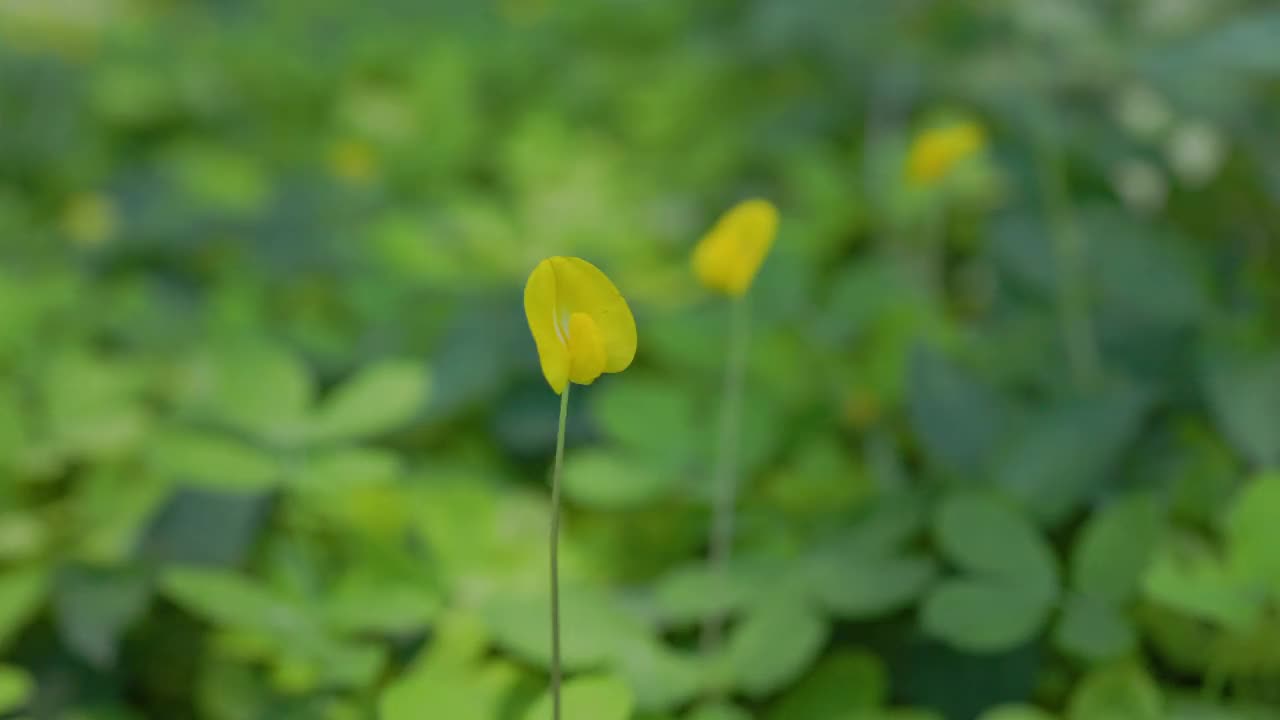 巴西坚果树上的花在花园里。视频素材