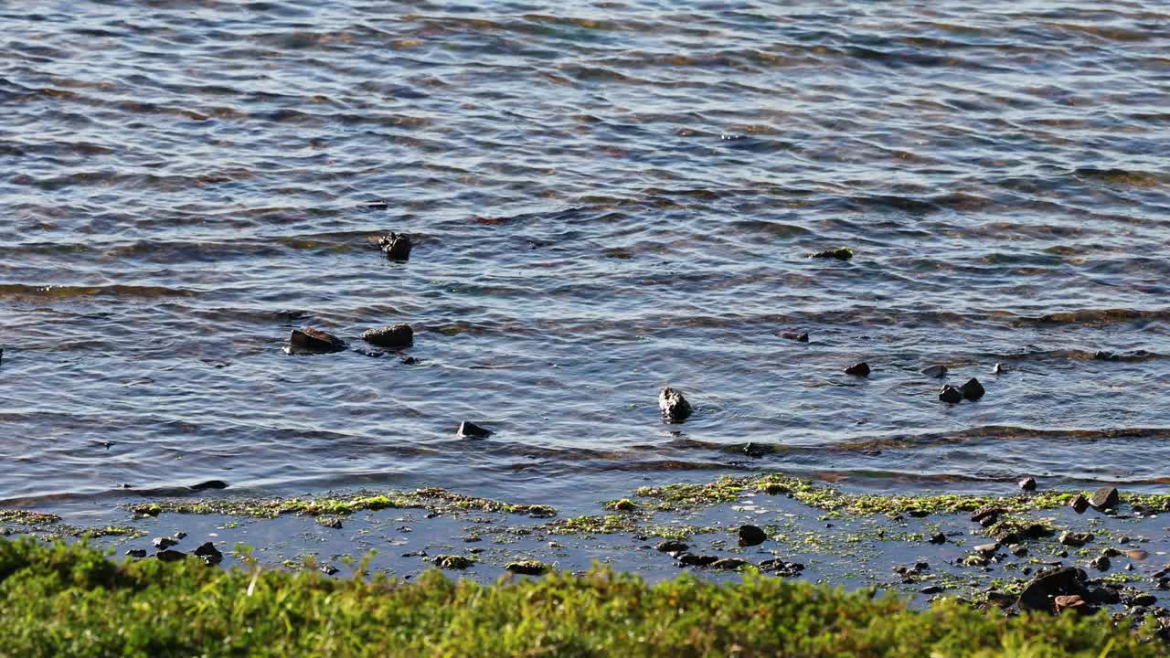 海鸥在布莱顿海滩视频素材