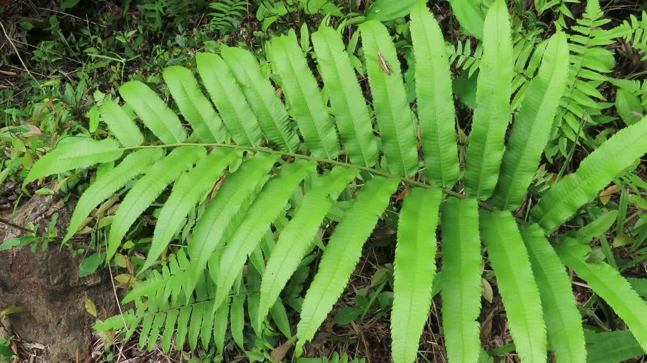 森林中的叶蕨视频素材