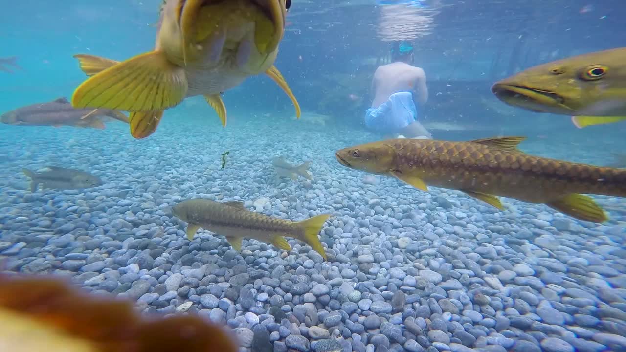 从水面到水下。在巴基斯坦国家公园的湖中游泳的鱼的特写视频素材