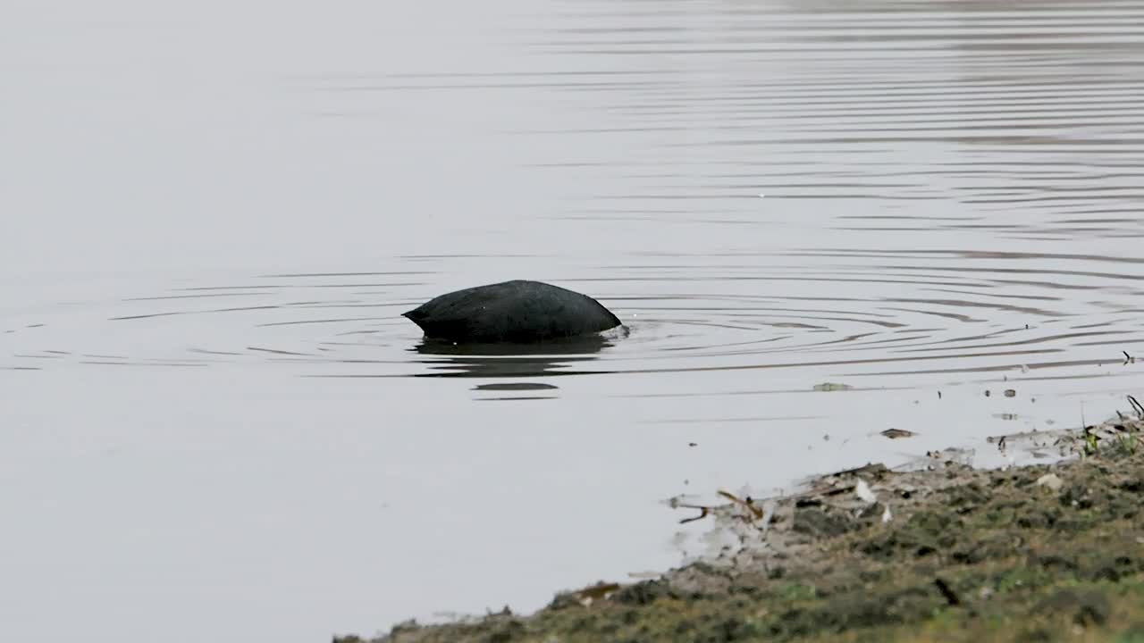 欧亚白顶鸭在湖中游泳和觅食视频素材