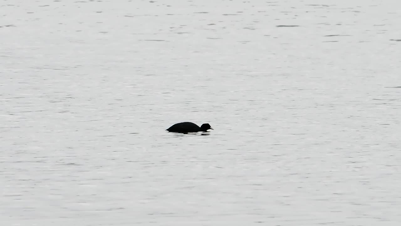 欧亚骨顶鸭fulica atra游泳，潜水和喂养自己的湖视频素材