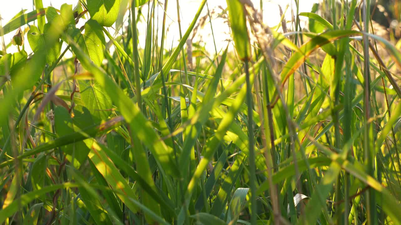 美丽的自然景观，绿色的草地和野生植被。日落时明亮的阳光照亮了草坪。如画的夏日乡村风景。特写慢镜头视频素材