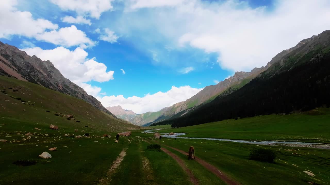 在阴云密布的夏日峡谷中，小牛在风景如画的山间河岸上吃草视频素材