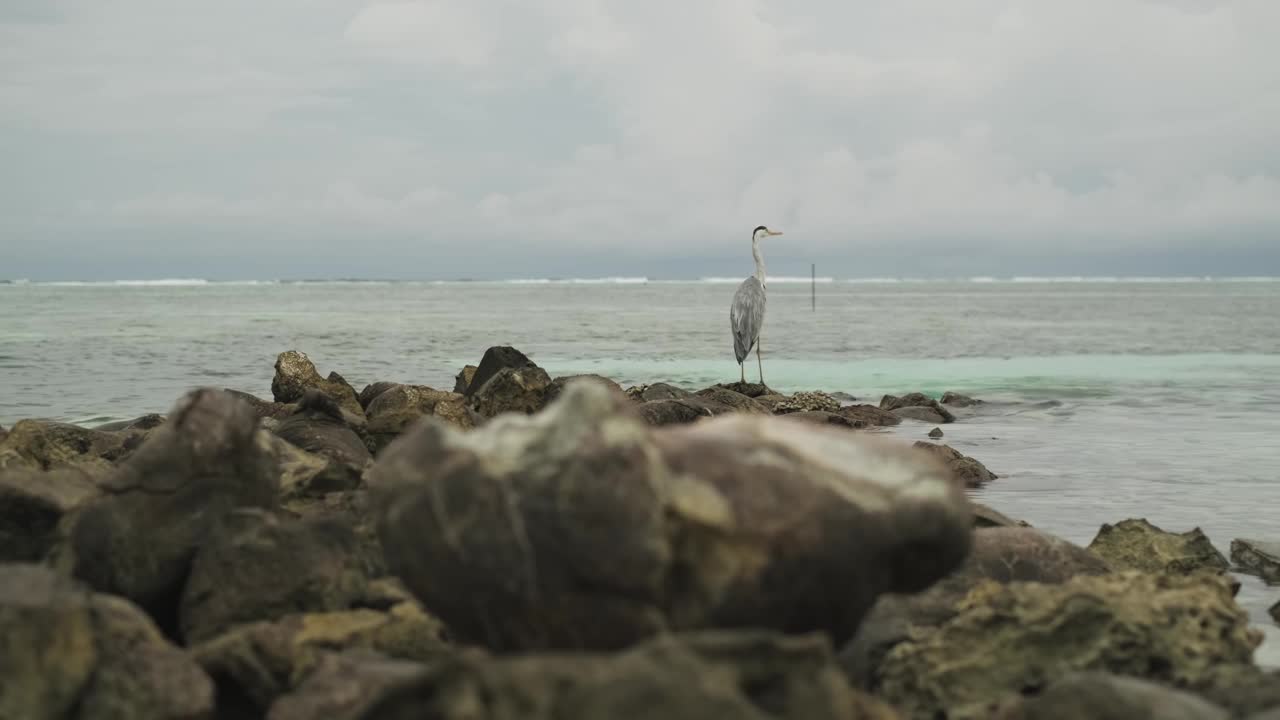 一只孤独的海鸟栖息在海岸附近的岩石上。傍晚的乌云是背景。马尔代夫视频素材