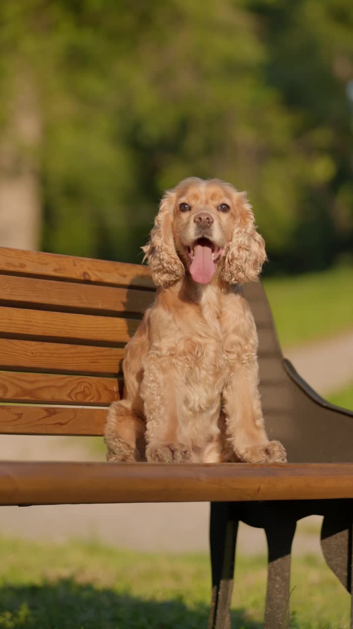 英国可卡犬坐在公园的长椅上。可爱的狗在户外散步的特写视频素材