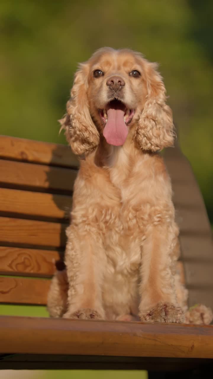 英国可卡犬坐在公园的长椅上。可爱的狗在户外散步的特写视频素材