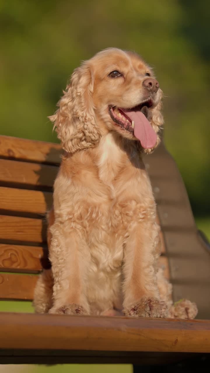 英国可卡犬坐在公园的长椅上。可爱的狗在户外散步的特写视频素材