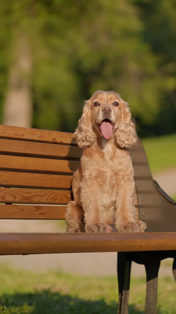 英国可卡犬坐在公园的长椅上。可爱的狗在户外散步的特写视频素材